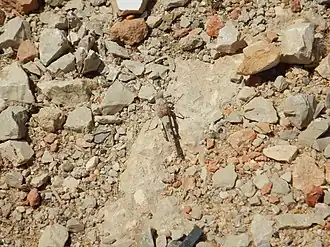 Sphingonotus azurescens