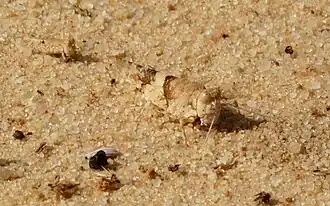 Sphingonotus canariensis