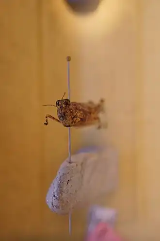 Sphingonotus candidus