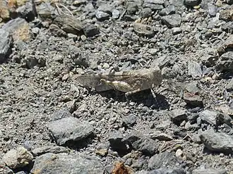 Sphingonotus corsicus