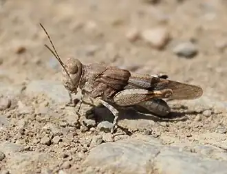 Sphingonotus lluciapomaresi