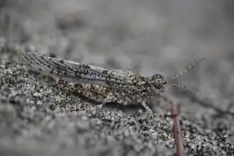 Sphingonotus personatus