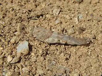 Sphingonotus rubescens