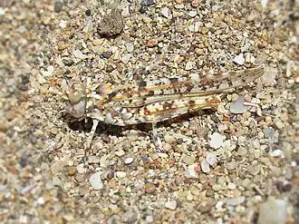 Sphingonotus uvarovi