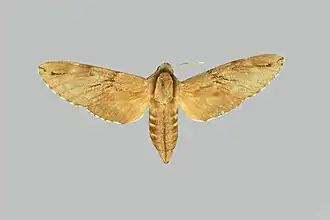 Sphinx caligineus