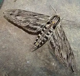 Sphinx canadensis