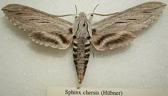 Sphinx chersis