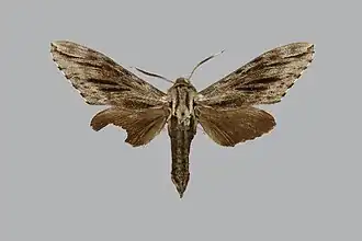 Sphinx crassistriga