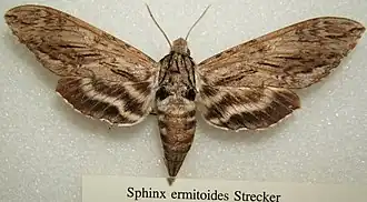 Sphinx eremitoides