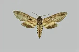Sphinx gordius