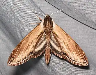 Sphinx kalmiae