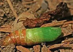 Pas verpopte rups verkleurt...