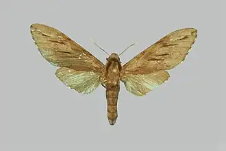 Sphinx oberthueri
