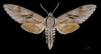 Sphinx pinastri Dennenpijlstaart