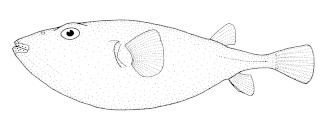 Sphoeroides pachygaster