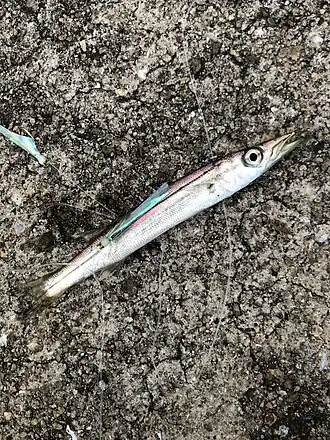 Sphyraena chrysotaenia