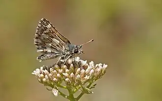 Corsicaans kalkgraslanddikkopje