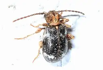 Ptinus bimaculatus