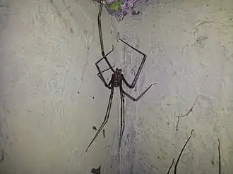 Holocneminus multiguttatus