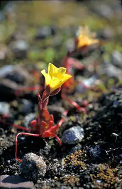 Saxifraga flagellaris -