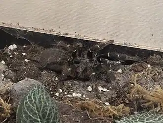 Ceratogyrus darlingi