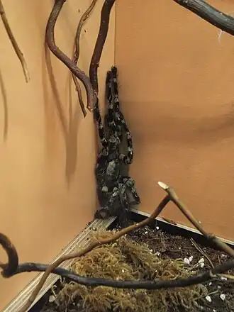 Poecilotheria smithi