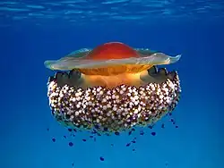 Spiegeleikwal (Cotylorhiza tuberculata, Cepheidae)