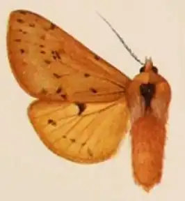 Spilosoma fraterna