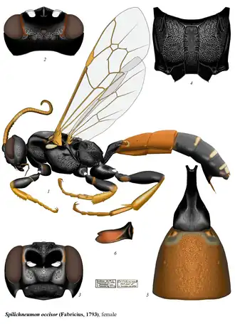 Spilichneumon occisorius