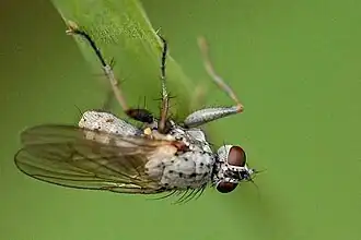 Spilogona solitariana