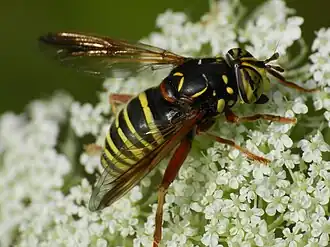 Spilomyia diophthalma