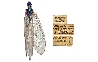 Spilosmylus ocellatus