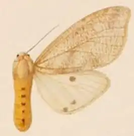 Spilosoma batesi