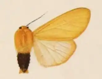Spilosoma baxteri