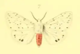 Spilosoma punctaria