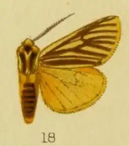 Spilosoma euryphlebia