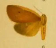 Spilosoma gynephaea