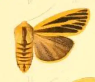 Spilosoma latiradiata