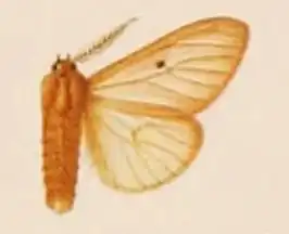 Spilosoma pellucida