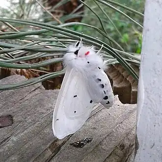 Spilosoma vestalis