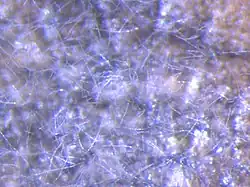 Conidia op spinazie