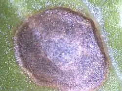 Bladvlek op spinazie