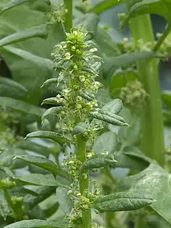 Overwegend mannelijk bloeiende plant