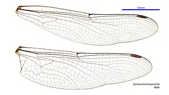 Spinaeschna tripunctata