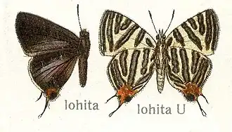 Cigaritis lohita