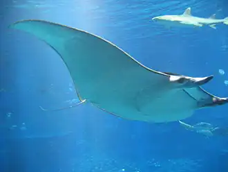 Mobula japanica