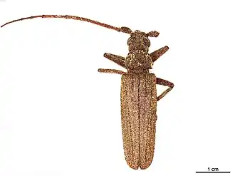 Spinimegopis cingalensis