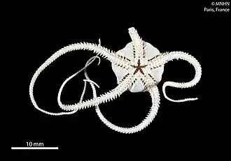 Spinophiura jolliveti