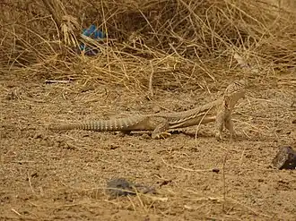 Indische doornstaartagame