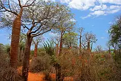 Baobabs in de omgeving van Ifaty